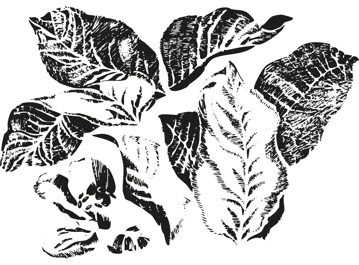 SITE_PORTRAIT2_pictos_fleur